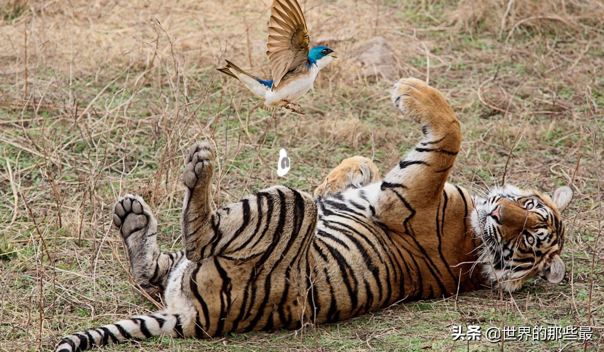老虎害怕狮子吗,老虎害怕熊么