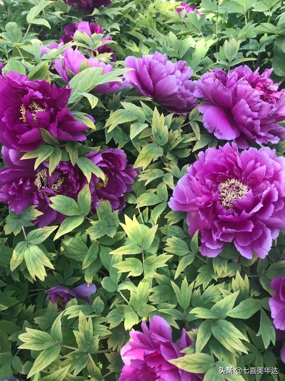 天津塘沽春游踏青好去处,天津周边春天好去处