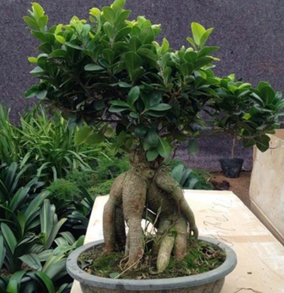 榕树盆景怎么养才能长得茂盛,榕树盆景的养护技巧