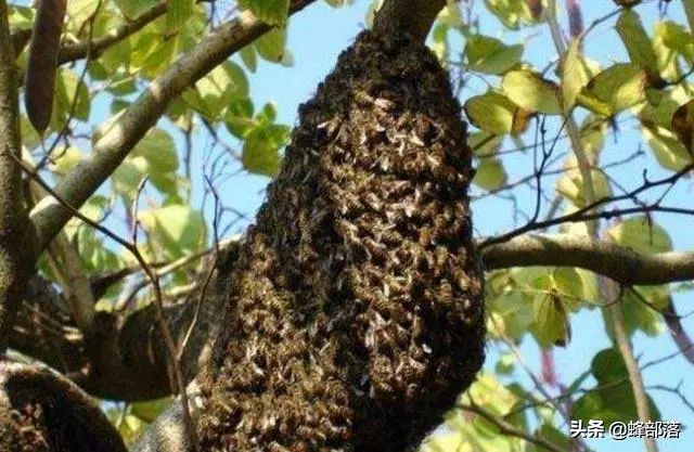 蜜蜂认养方法和技巧,蜜蜂的认养方法