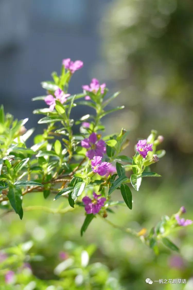 细叶萼距花耐寒吗,细叶萼距花喜光喜阴