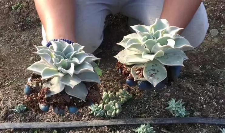 多肉白饺子皮值得买吗,多肉饺子皮价格