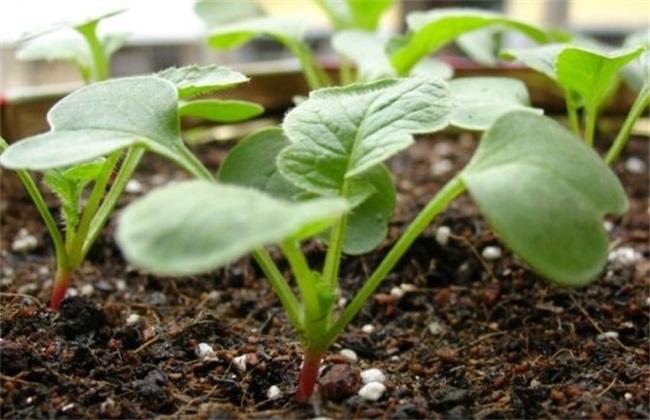 如何种出脆甜的樱桃萝卜,樱桃萝卜的种植方法和时间介绍