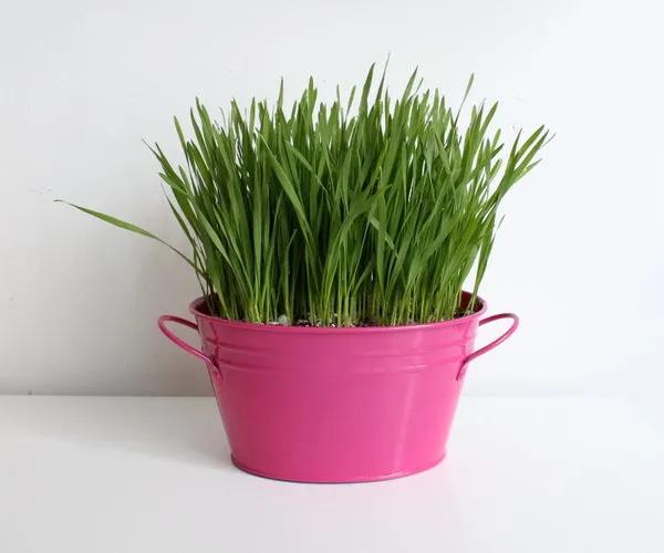 路边随便采野花,路边哪些草可以当猫草