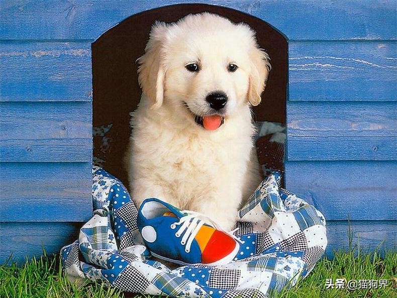 狗狗皮肤病以后皮肤变黑怎么治疗,狗狗皮肤有皮肤病要怎么处理