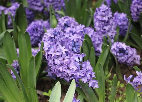 风信子发霉怎么快速消除,风信子根部发霉还能用啥补救