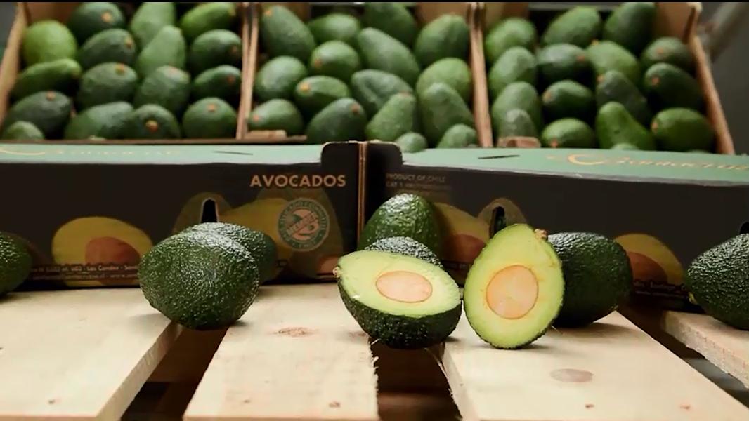 从南美的秘鲁进口水果到中国,秘鲁牛油果是哪里的