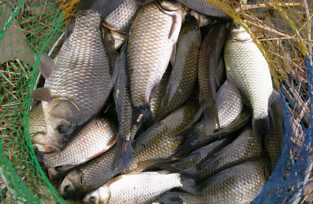 野钓鲫鱼爆护视频,鲫鱼爆护技巧