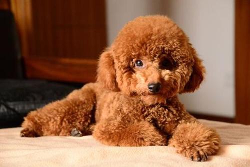 好养的陪伴犬可爱,最适合孩子养的陪伴犬