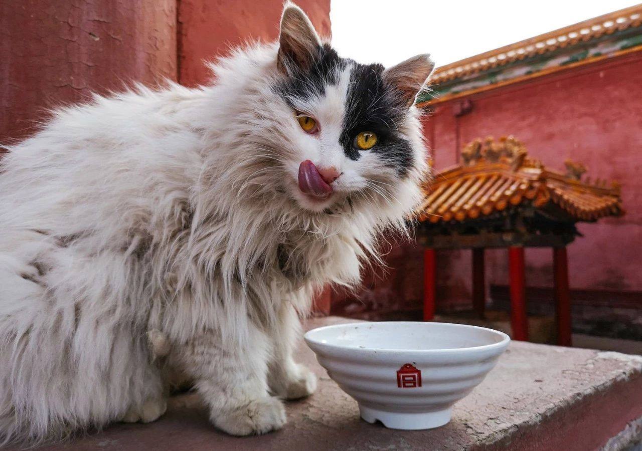 大家都在争抢猫爪杯？吸猫的最高境界，带着摄影机“猫步走天下”