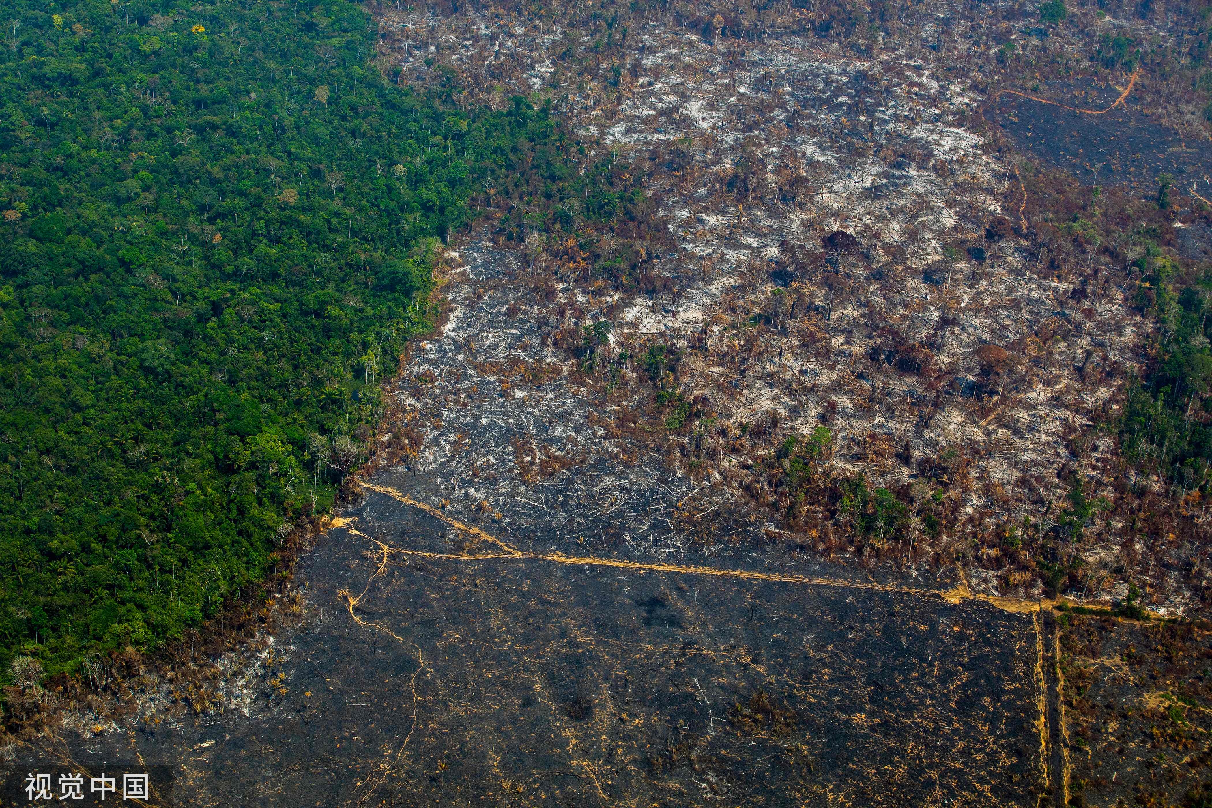 火在巴西烧，锅给中国扣，外媒再抹黑：中国进口大豆牛肉为亚马孙“火上浇油”