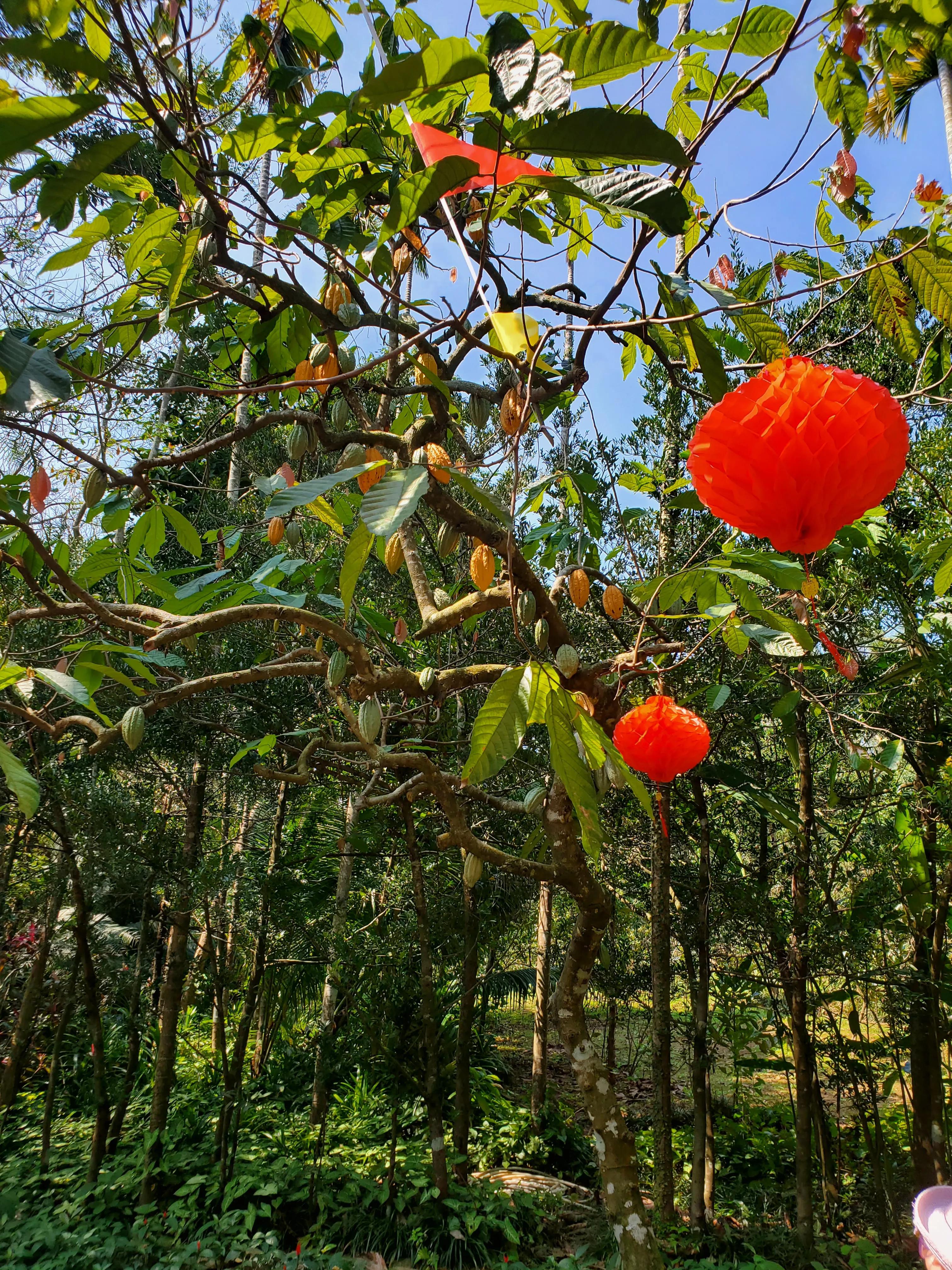 这个冬天我就要去旅行,来三亚享受着冬天里的夏天吧