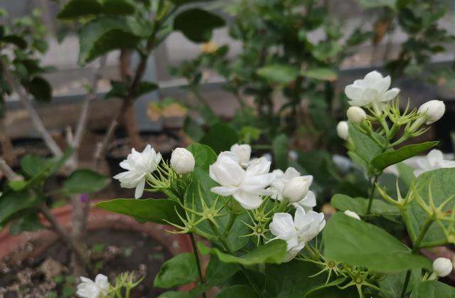 养茉莉花怎么浇水,养茉莉花注意事项
