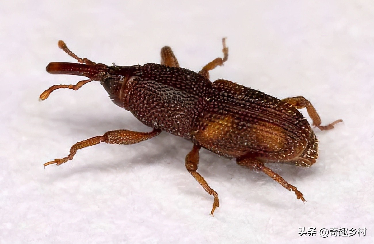 大米里为什么会长虫子,大米为什么会长出虫子