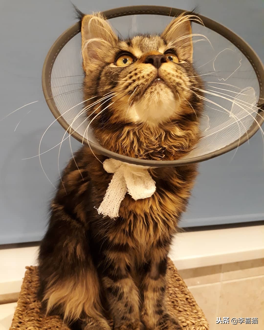 猫咪做完绝育有什么要注意的,猫咪做绝育手术后的注意事项