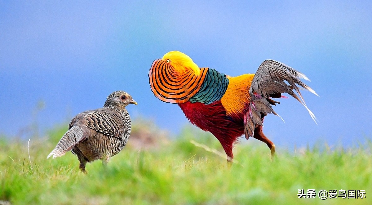 观鸟大年,观鸟大年免费