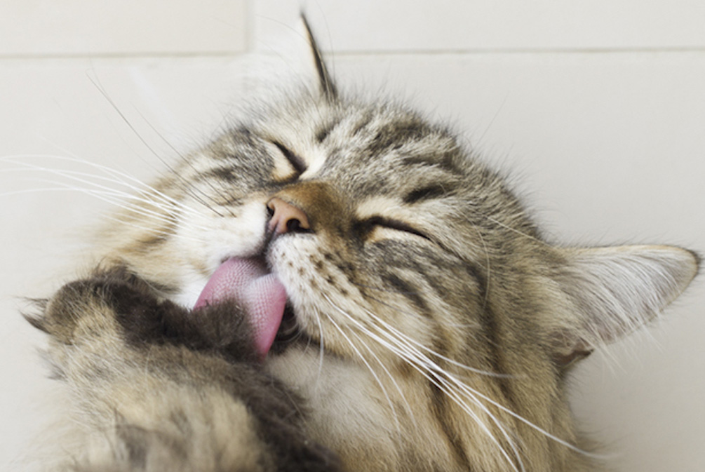 解决猫咪口臭的方法有哪些,猫咪口臭的解决方法和调理方法