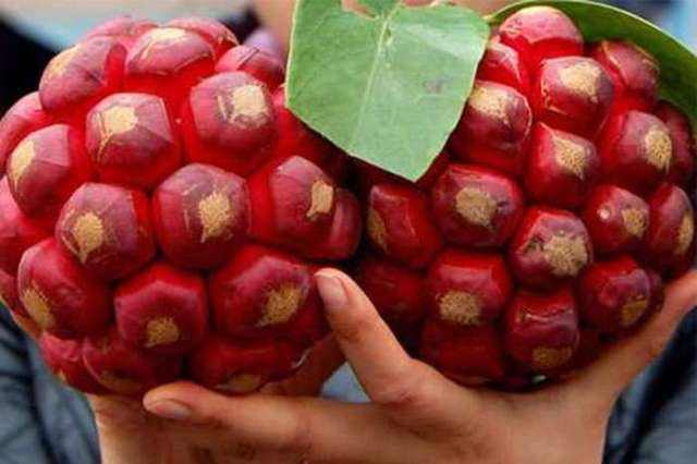 黑老虎亩产多少斤果,黑老虎亩产4000斤是真的吗