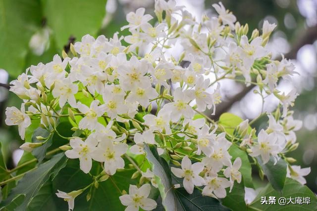 潮汕赏花一日游最佳去处,潮汕五一小众旅游推荐