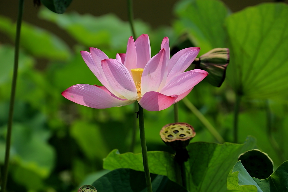 红河谷半音阶口琴独奏,12孔半音阶口琴演奏北国风光