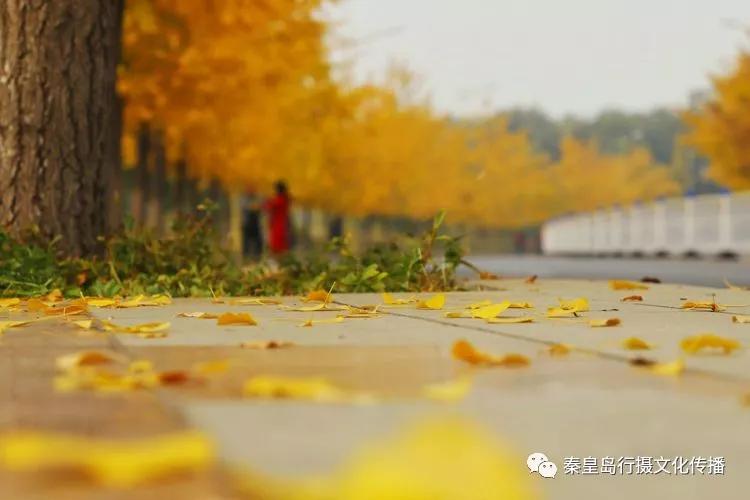 秦皇岛秋天美景,秦皇岛秋天落日和晚风