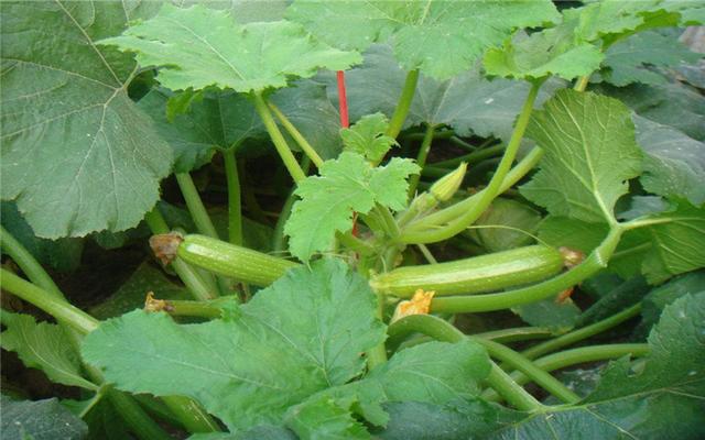 西葫芦怎么种植产量高,西葫芦安全优质高效栽培技术