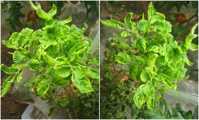 西红柿果实黄头的治疗方法,西红柿秧苗发黄如何挽救