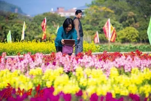 广州彩色油菜花田,广州最全浪漫花海打卡地点在哪里