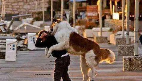 狗狗为什么总喜欢扑上来,狗狗为什么会扑向主人