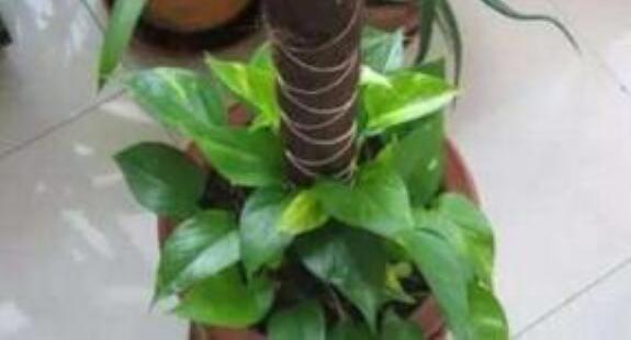 用水瓶培育绿萝,怎样用塑料瓶养吊起来的绿萝