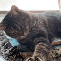 猫为啥爱吃植物,猫爱吃鸡肉还是虾肉