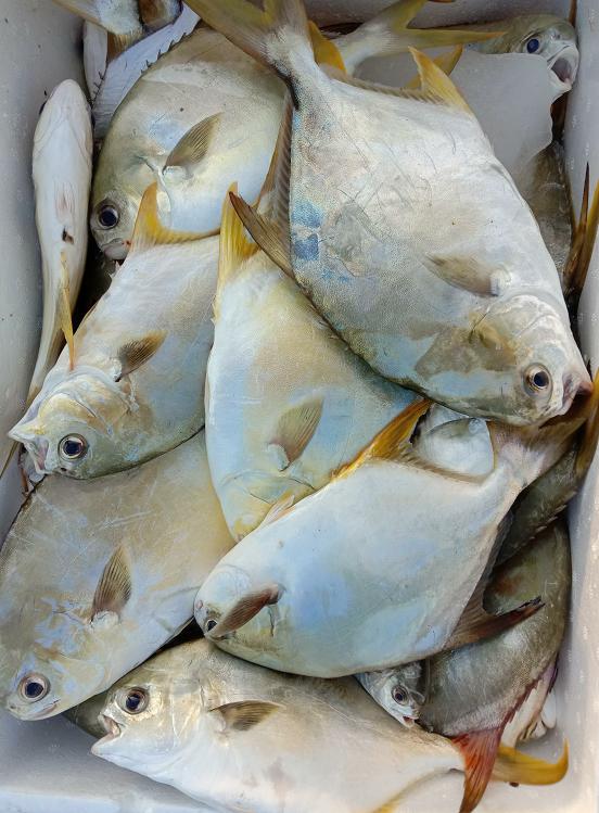 跟老船长出海到神秘钓点，渔获狂拉不断，卖了一千多块钱