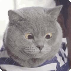 红薯千万不能和鸡蛋、西红柿、柿子…一起吃?这些内幕真相了