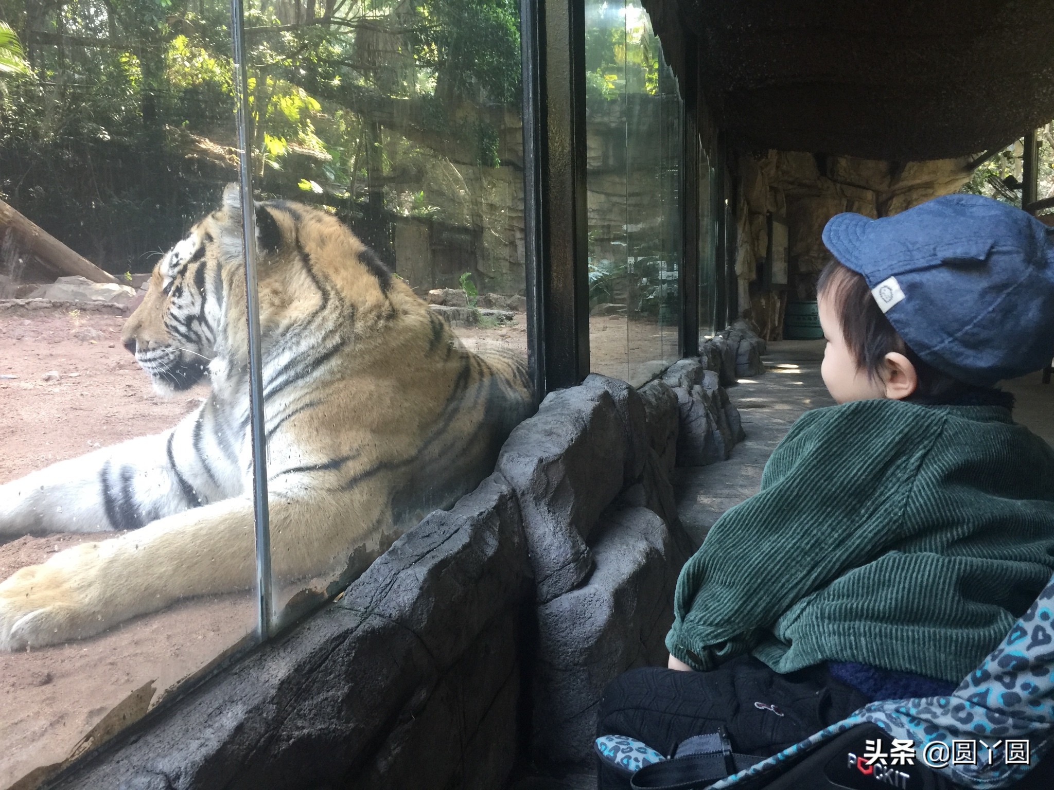 广州长隆野生动物园游玩攻略,广州长隆野生动物园攻略和费用