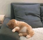 猫咪原来也会做梦,猫会做梦梦到主人吗