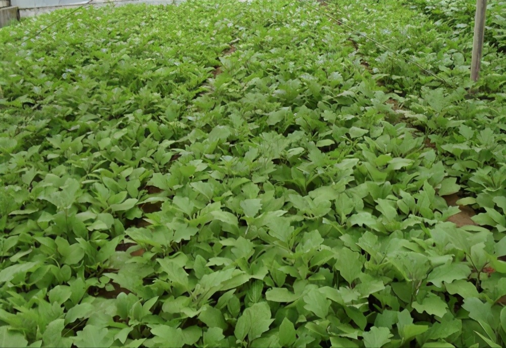 茄子苗露地栽培技术,嫁接茄子露地栽培管理技术视频