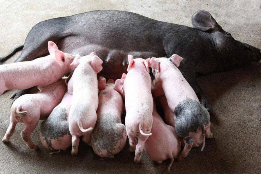 母猪不吃带药的饲料怎么解决,孕期母猪不吃饲料怎么办