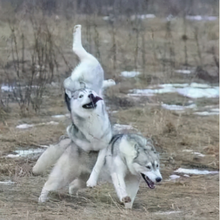 饲养哈士奇,养哈士奇新手要注意什么事项