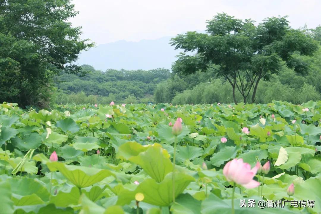赏荷地图最新版,衢州赏荷