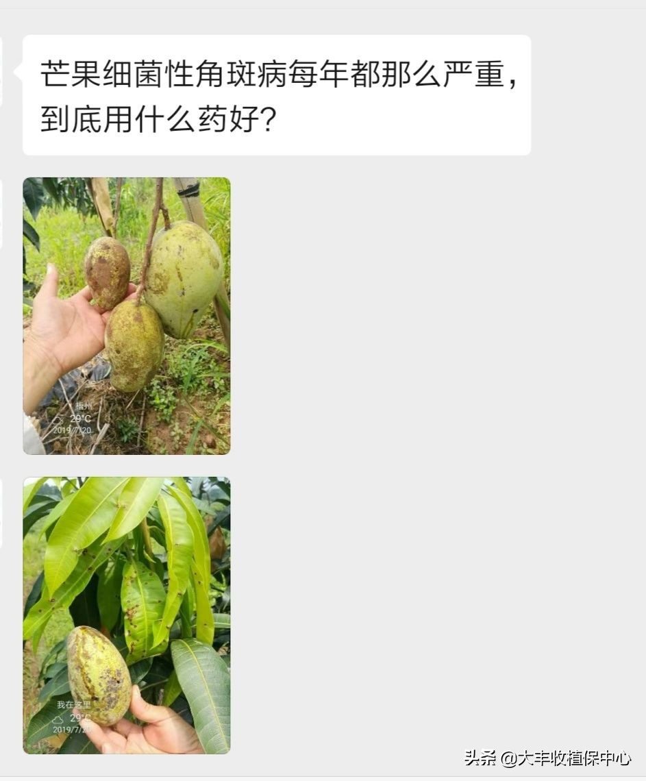 芒果角斑病特效药,芒果角斑病最佳治疗方案