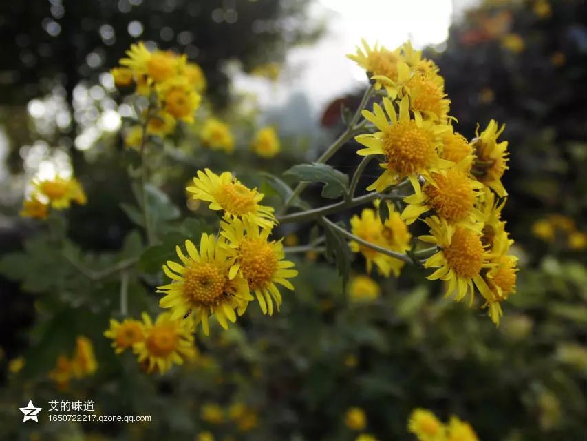草木人间*我说的小*菊黄**,是好吃的菊花脑