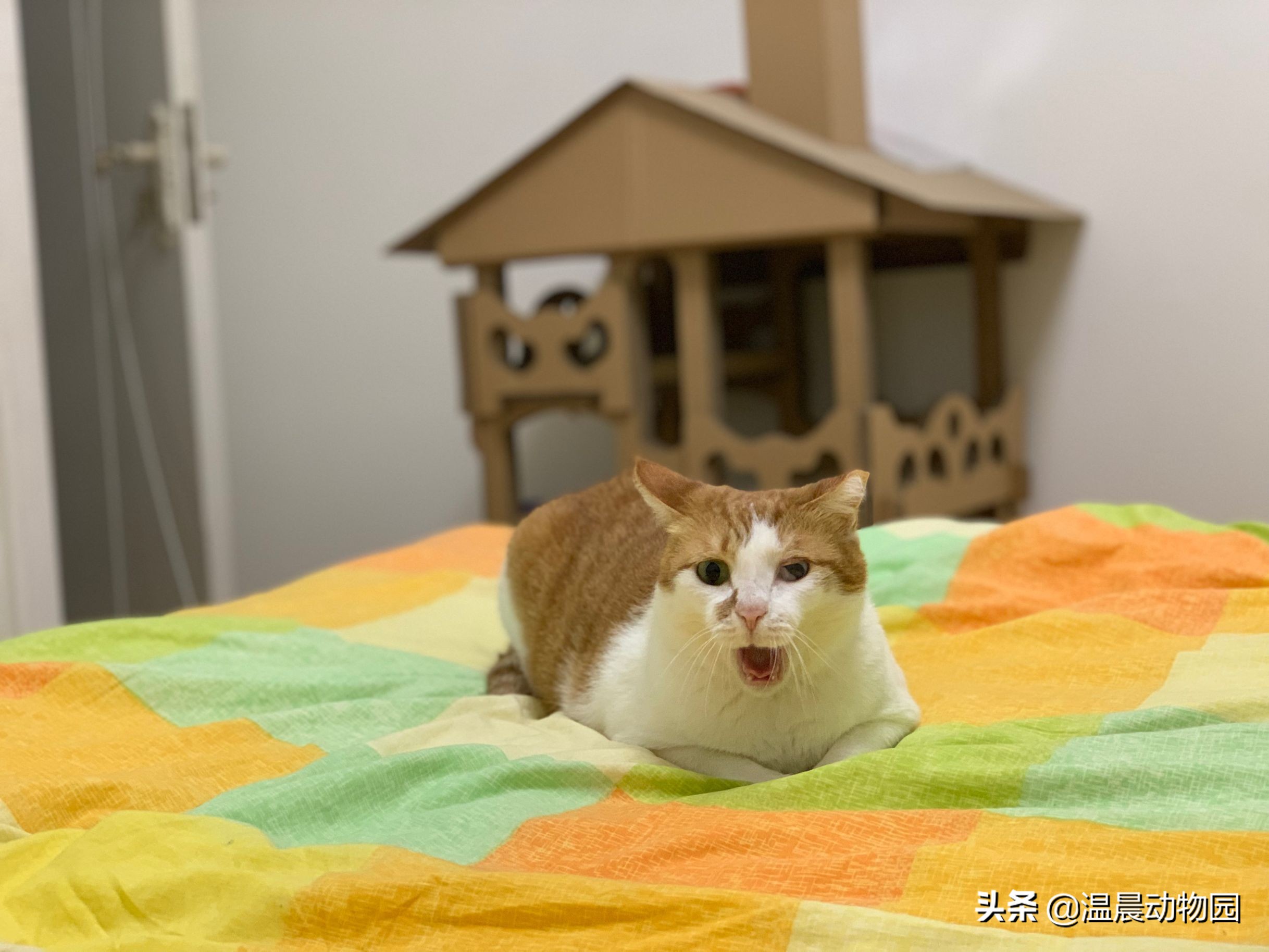 猫咪不让同类靠近,猫咪不让亲近是什么意思