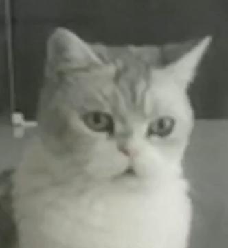 猫的本质是液体，不信看这里，萌化你