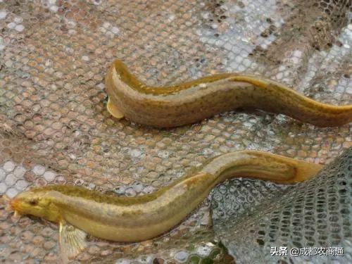 泥鳅养殖前景和价格,泥鳅养殖的价格是多少