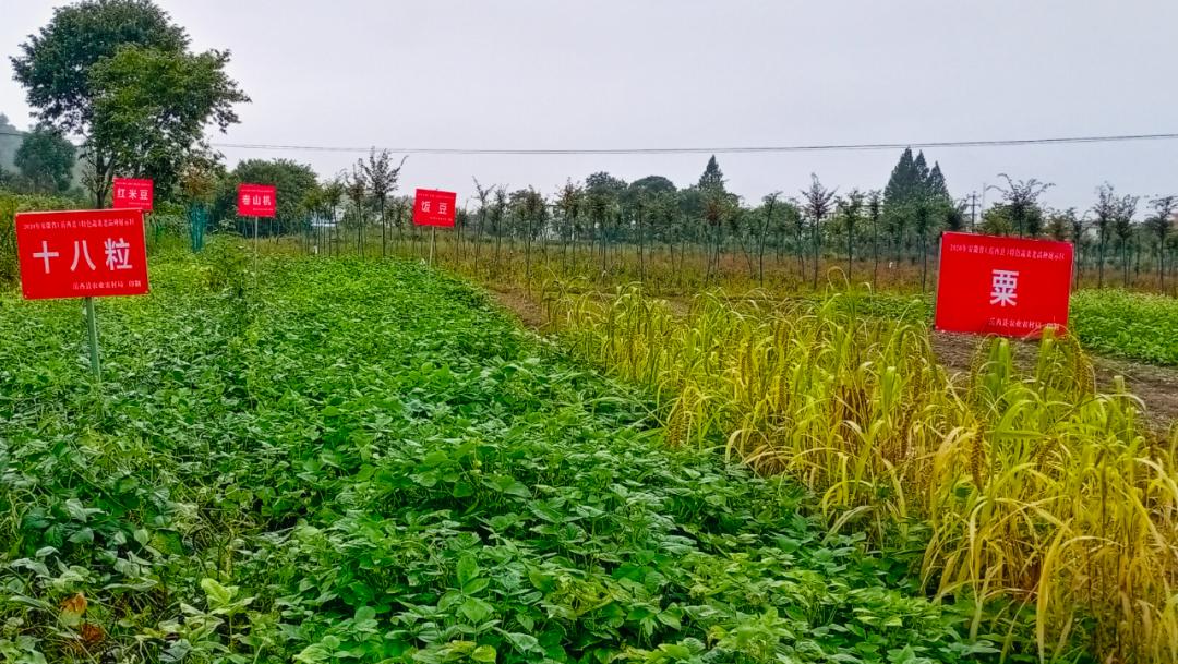 安徽发现的野韭菜,安徽发现野韭菜