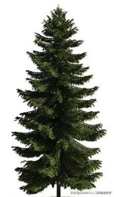 3dmax树木模型在哪里,3dmax植物树