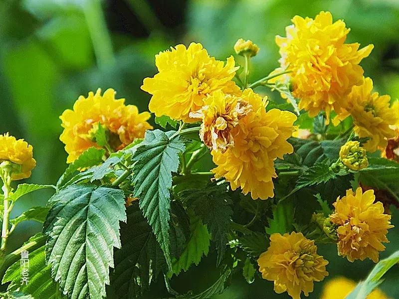 百花图谱大全100幅,工笔百花图谱100种