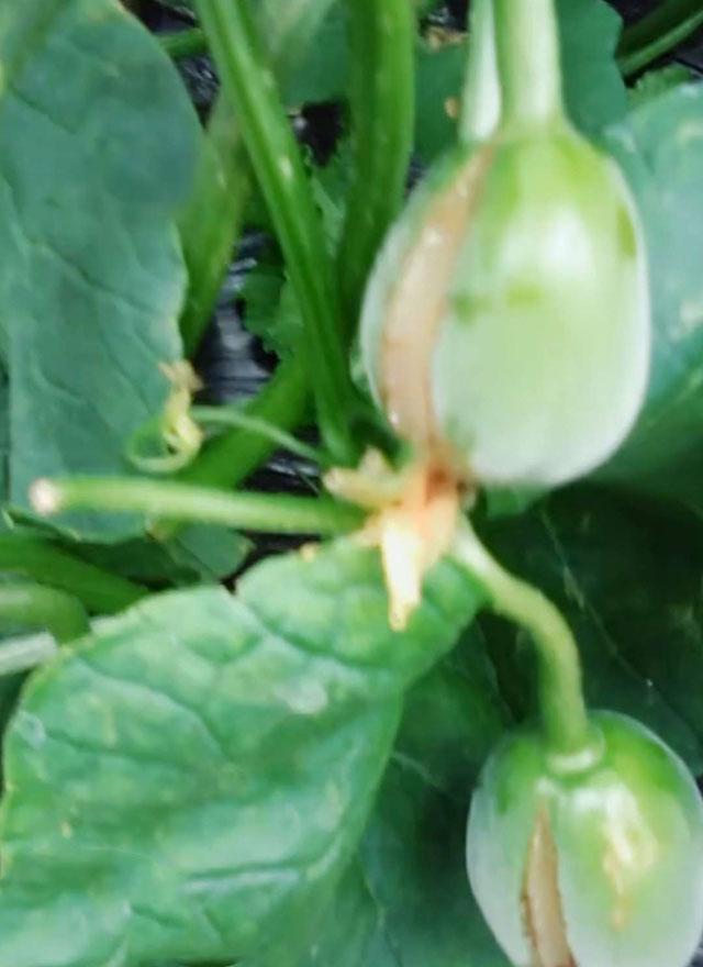 绿宝甜瓜成熟了裂口是怎么回事,绿宝甜瓜为什么裂瓜