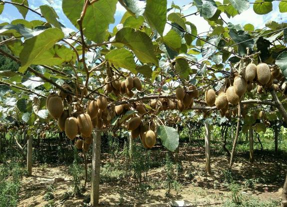 冻害会造成猕猴桃根系损伤吗,猕猴桃果园冬季管理技术