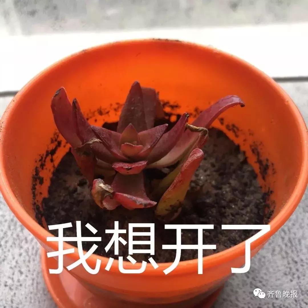 一元购福袋神秘礼物,便宜的福袋是真的吗